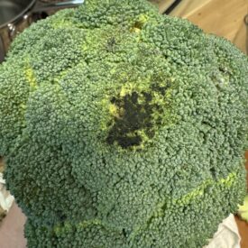 black patch on broccoli